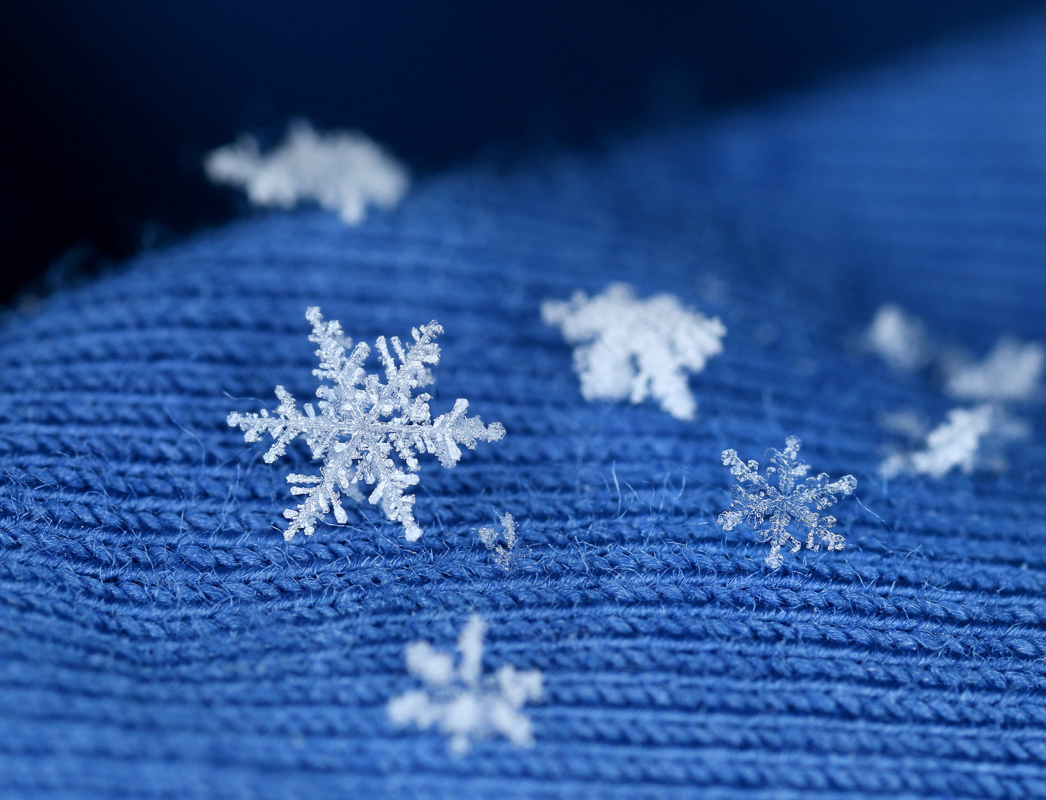 Fall/ Winter